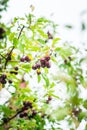 Wild apples crab apples on the tree Royalty Free Stock Photo
