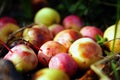 Wild apples on ground. Ripe apples windfall closeup