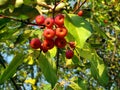 Wild apples in one of the parks in Yekaterinburg Russia, Sverdlovsk region. Royalty Free Stock Photo