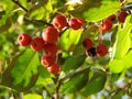 Wild apples in one of the parks in Yekaterinburg Russia, Sverdlovsk region. Royalty Free Stock Photo