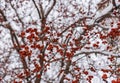 Wild apples on the tree covered by snow. Real natural background Royalty Free Stock Photo