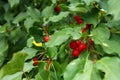 Wild apples on the tree