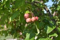 Crab apples bunch on tree Royalty Free Stock Photo