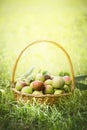 Wild apples in a wicker basket on the grass on a sunny natural background