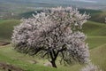 Wild apricot forest in YiLi Royalty Free Stock Photo