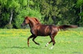 Wild arabian horse galloping in summer meadow Royalty Free Stock Photo