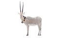 Wild arabian oryx leucoryx made of fine gold Royalty Free Stock Photo