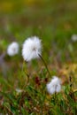 Wild arctic cotton grass or Eriophorum callitrix, growing north of the community of Arviat, Nunavut, Canada