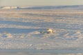 Wild arctic fox in tundra. Arctic fox lying. Sleeping in tundra