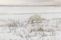 Wild arctic fox Vulpes Lagopus in tundra in winter time