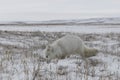 Wild arctic fox Vulpes Lagopus in tundra in winter time