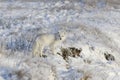 Wild arctic fox Vulpes Lagopus in tundra in winter time