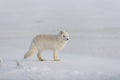 Wild arctic fox Vulpes Lagopus in tundra in winter time. White arctic fox