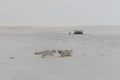 Wild arctic fox Vulpes Lagopus in tundra in winter time. White arctic fox aggressive