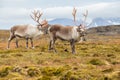 Wild Arctic reindeer in natural environment