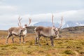 Wild Arctic reindeer in natural habitat Royalty Free Stock Photo