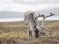 Wild Arctic reindeer