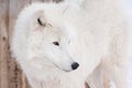 Wild arctic wolf close up. Animals in wildlife. Polar wolf or white wolf.