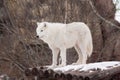 Wild arctic wolf is standing on wooden logs. Animals in wildlife. Polar wolf or white wolf.