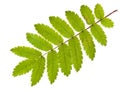 Wild ash leaf Royalty Free Stock Photo