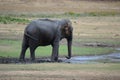 Wild Asian Elephant Royalty Free Stock Photo