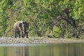 Wild asian elephant in Bardia, Nepal Royalty Free Stock Photo