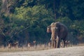 Wild Asian Elephant in Bardia, Nepal Royalty Free Stock Photo