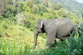 Wild asian elephant in the beautiful forest