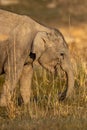 wild asian elephant calf or Elephas maximus indicus baby face closeup at dhikala zone of jim corbett national park uttarakhand Royalty Free Stock Photo