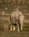 Wild asian elephant calf or tusker or Elephas maximus indicus head on portrait with grass in his trunk at dhikala zone of jim Royalty Free Stock Photo