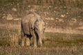 Wild asian elephant calf or tusker portrait walking head on with grass in his trunk at dhikala zone of jim corbett national park Royalty Free Stock Photo