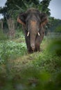 Wild asian elephant closeup rural India