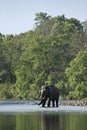 Wild asian elephant crossing the river at Bardia national park, , Nepal Royalty Free Stock Photo