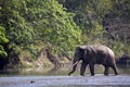 Wild asian elephant crossing the river at Bardia national park, , Nepal Royalty Free Stock Photo