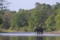 Wild asian elephant crossing the river at Bardia national park, , Nepal Royalty Free Stock Photo