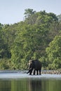 Wild asian elephant crossing the river in Bardia, Nepal Royalty Free Stock Photo