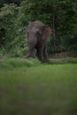 Wild asian elephant Dust bath