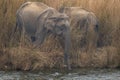 wild asian elephant or Elephas maximus indicus or tusker closeup in action drinking water or quenching thirst from ramganga river Royalty Free Stock Photo