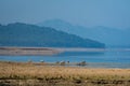 Wild asian elephant family or herd with baby elephants or calf at scenic view and landscape of ramganga river in dhikala corbett Royalty Free Stock Photo