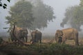 Wild asian elephant family or herd eating bark of tree at dhikala zone of jim corbett national park uttarakhand india - Elephas