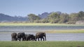 Wild Asian elephant in Minneriya national park, Sri Lanka