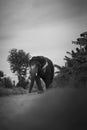 Wild asian elephant rural India