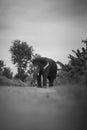 Wild asian elephant rural India