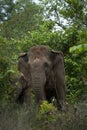 Wild asian elephant rural India