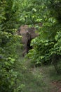 Wild asian elephant rural India