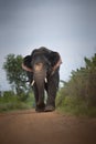 Wild asian elephant rural India