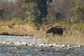 Wild asian elephant or tusker drinking water from ramganga river at dhikala zone of jim corbett national park forest uttarakhand Royalty Free Stock Photo