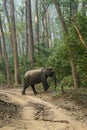 Wild asian elephant or tusker or Elephas maximus indicus Royalty Free Stock Photo