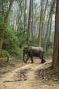 Wild asian elephant or tusker or Elephas maximus indicus crossing forest track natural green background in winter season safari at Royalty Free Stock Photo