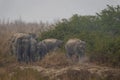 wild asian elephant or tusker or Elephas maximus indicus protective and aggressive family or herd with calf or baby at dhikala Royalty Free Stock Photo